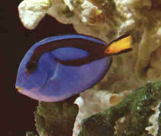 poisson.jpg (11594 bytes)